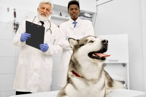 Two veterinarians posing in clinic behind malamute. - Foto, afbeelding