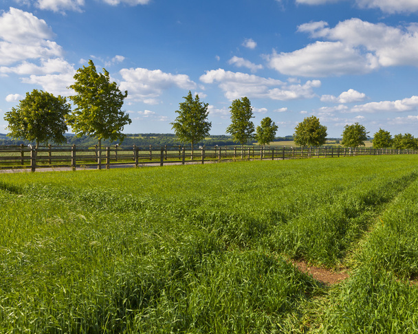 牧歌的な農村部の農地、コッツウォルズ英国 - 写真・画像