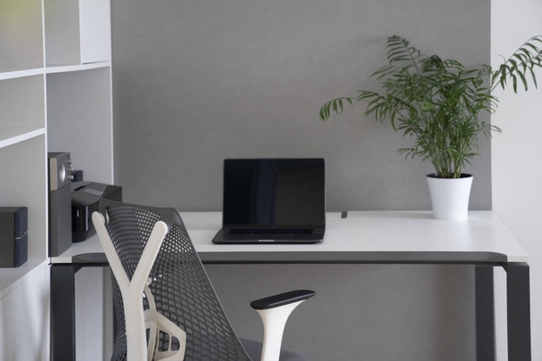 Modern laptop and office equipment on a table and shalves. Daylight office interior with orthopaedic chair, white furniture and greenery pot on a desk. - Zdjęcie, obraz