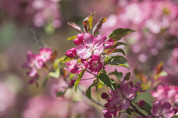 Wiosną sztuka tło z Pink Blossom drzewo Apple. Piękna przyroda scena z kwitnące drzewo i Sun Flare. Niebieskie tło nieba. Płytkiej głębi ostrości. - Zdjęcie, obraz