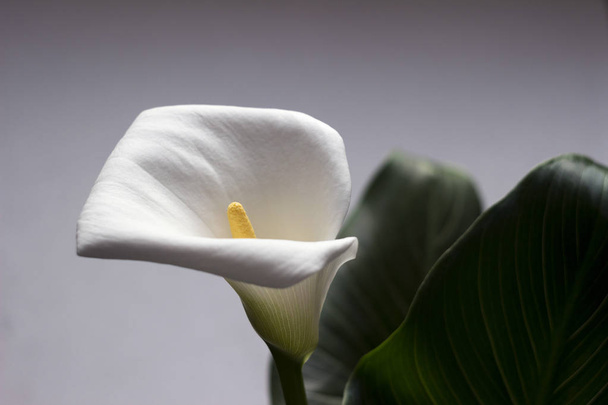 Calla na szarym tle - piękny biały kwiat, roślina doniczkowa - Zdjęcie, obraz