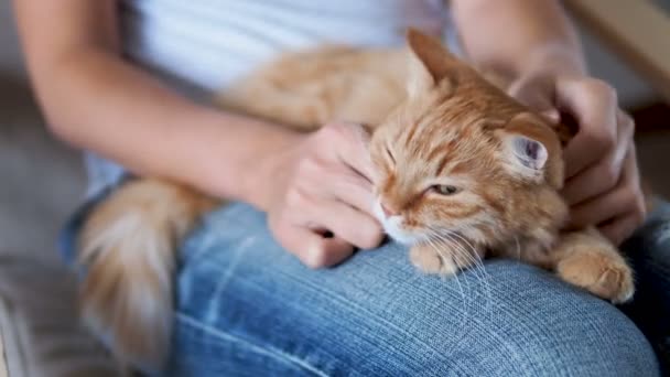 Cute ginger cat sleeping on knees. Fluffy pet dozing , woman in torn jeans strokes her pet. Cozy home. - Materiał filmowy, wideo