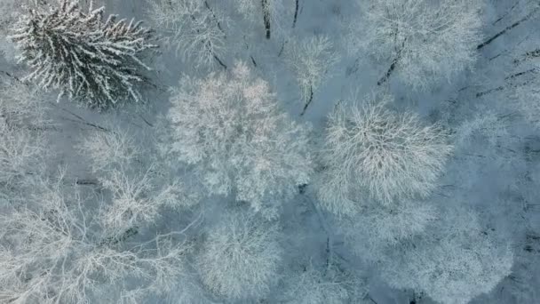 Szép vad fagyos behavazott téli erdőben, légifelvételek - Felvétel, videó