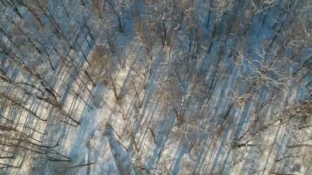 Frosty besneeuwde midwinter wilde bos, luchtfoto - Video