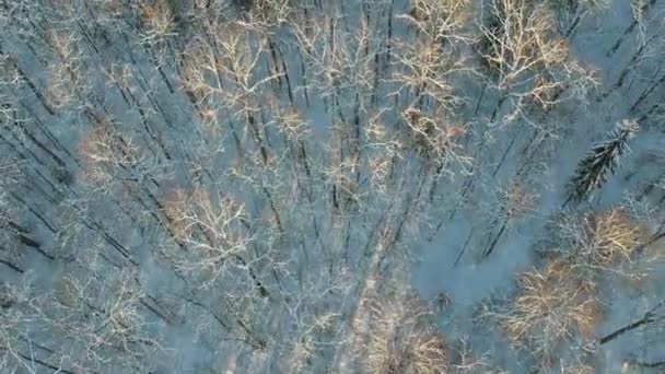 Prachtige besneeuwde winter wilde bos, luchtfoto - Video