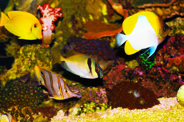 Морские рыбы в аквариумном аквариуме
 - Фото, изображение