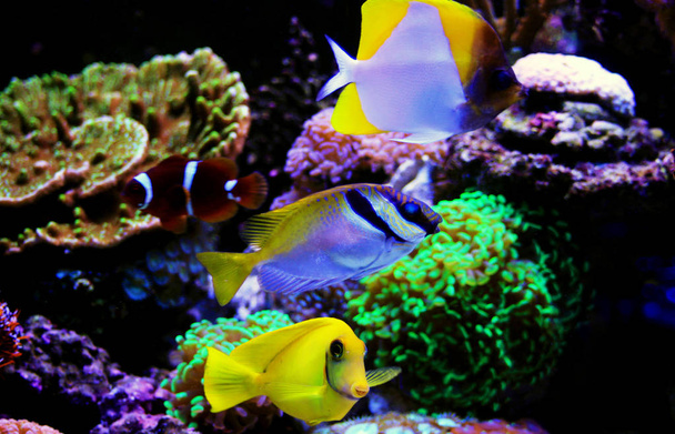 Marine fishes in dream coral aquarium tank - Foto, Imagem