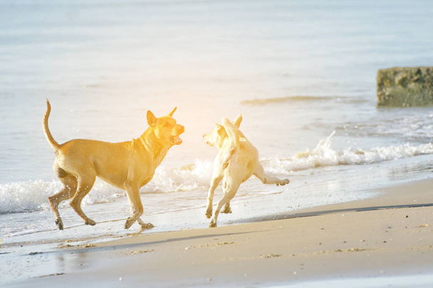 Dogs playing on the beach - Photo, Image
