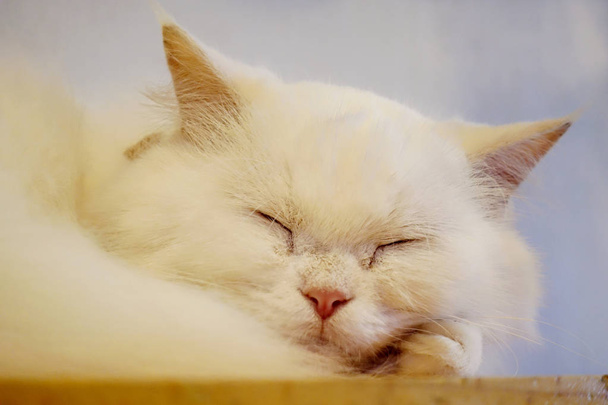 Cerca de cara de gato blanco lindo durmiendo en la habitación, enfoque suave
.                                - Foto, Imagen
