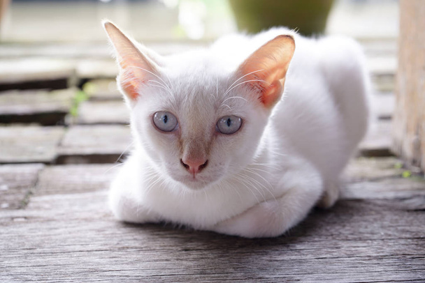 Portrait de chat blanc, les yeux fixés droit devant et loisirs sur fond de plancher en bois
.                                - Photo, image