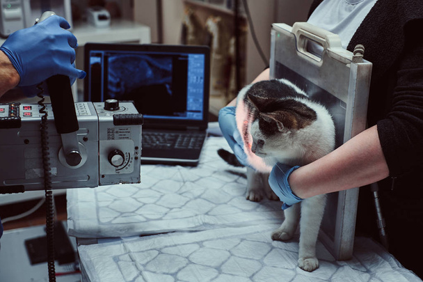 Veterinární lékaři provést rentgenové nemocná kočka na stole na veterinární klinice. - Fotografie, Obrázek
