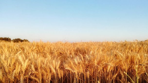 Campo de trigo ao pôr-do-sol. Grão amarelo maduro
. - Foto, Imagem