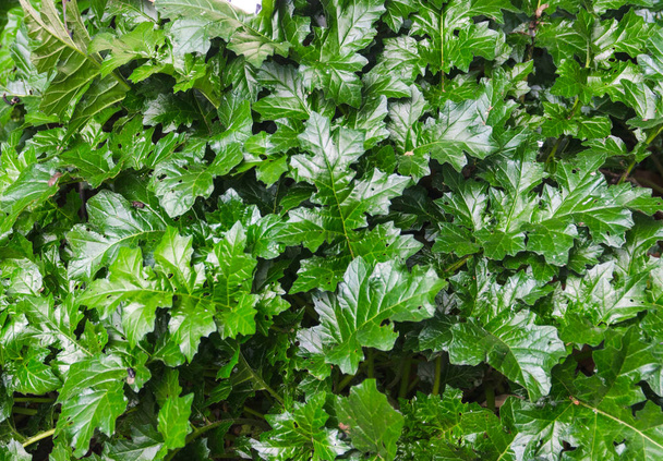 muur verse groene bladeren textuur achtergrond - Foto, afbeelding