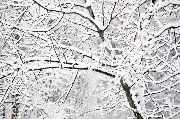 Zimní krása. Park se stromy pokryté sněhem. Pojem samoty. Sněžení sezónní krásy - Fotografie, Obrázek