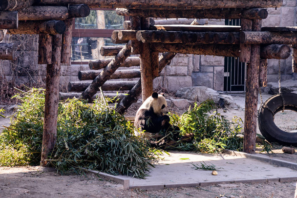 A muddy giant panda eats bamboo shoots and fruits at the Beijing zoo in Beijing, China, 11 February 2019. - Fotó, kép