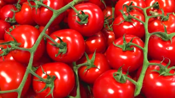 Red verse rijpe tomaten verkopen in een supermarkt. Horizontale 4k video - Video
