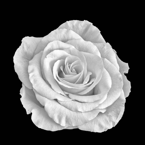 Macro monocromatico di nature morte di una singola rosa bianca isolata in stile pittura vintage su sfondo nero
 - Foto, immagini