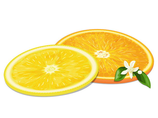 Turuncu çiçek tomurcukları ve yaprakları limon ve portakal dilimleri - Vektör, Görsel