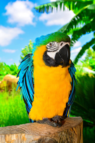 Artiglio azzurro e giallo (Ara ararauna), pappagallo dell'ara
 - Foto, immagini