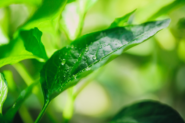 Green leaf with water drops - 写真・画像