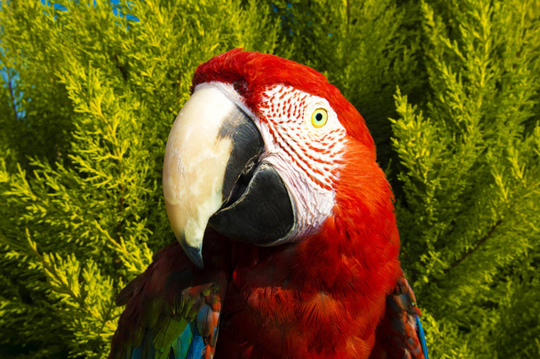 Papagaio colorido. Arara Escarlate
 - Foto, Imagem