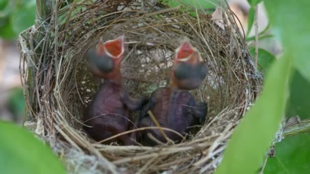 pássaro bebê no ninho 4K
 - Filmagem, Vídeo