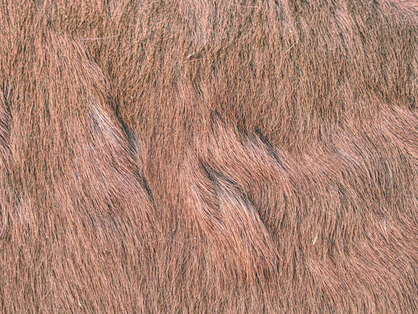Skóry futerkowe konia zimą. Kucyk szczegółów włosów na ciele zwierzęcia prawdziwe - Zdjęcie, obraz
