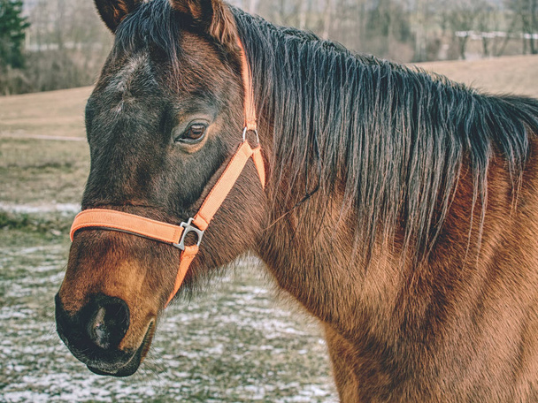 ホールターの馬の頭。冬毛で茶色の馬が頭、春の日に古い着用ホルターで牧草地に立つ - 写真・画像