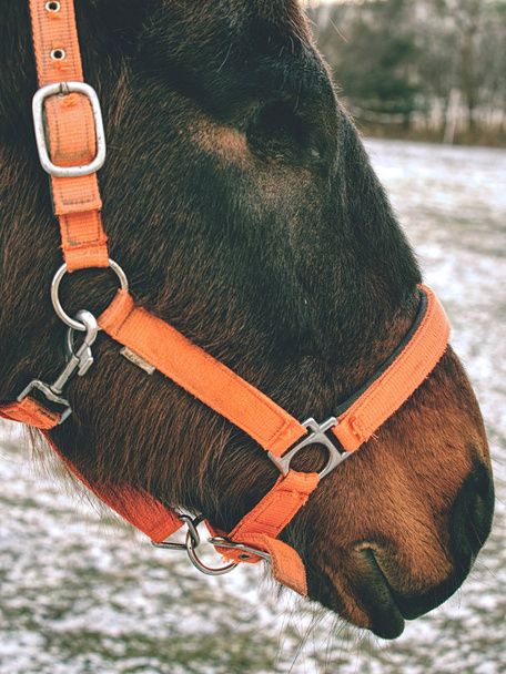 Vieux cheval aveugle. Cheval sans globe oculaire. L'œil manquant
 - Photo, image