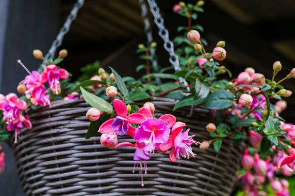Güzel fuşya Çiçekler bahçede pot asılı - Fotoğraf, Görsel