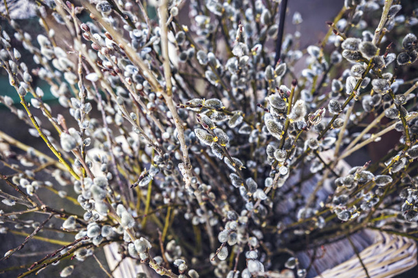 Buquê de primavera bonita de ramos de salgueiro buceta perto
 - Foto, Imagem