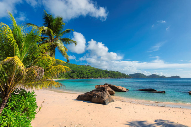 Playa de arena con palma y mar turquesa en Seychelles, isla Mahe. Vacaciones de verano y concepto de viaje
.   - Foto, Imagen