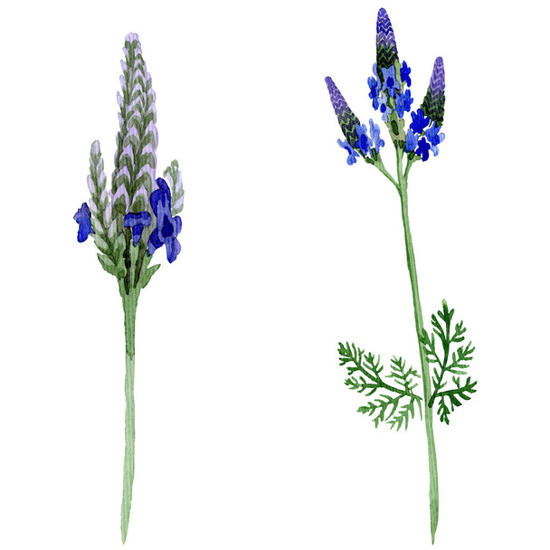 Blauwe violet lavendel bloemen botanische bloem. Wild voorjaar blad wildflower geïsoleerd. Aquarel achtergrond instellen. Aquarel tekenen mode aquarelle. Geïsoleerde lavandula afbeelding element. - Foto, afbeelding