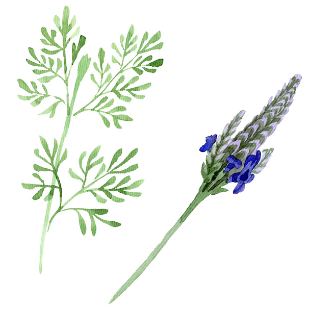 Blue violet lavender floral botanical flower. Wild spring leaf wildflower isolated. Watercolor background set. Watercolour drawing fashion aquarelle. Isolated lavandula illustration element. - Fotografie, Obrázek