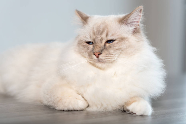 Portrait of beautiful sacred cat of burma with blue eyes - Photo, Image