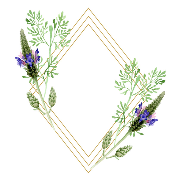 Sininen violetti laventeli kukka kasvitieteellinen kukka. Villi kevään lehti luonnonvarainen kukka eristetty. Vesiväri tausta kuvitussarja. Vesiväri piirustus muoti akvarelli. Kehyksen raja koriste neliö
. - Valokuva, kuva