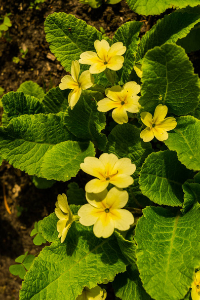 Fleurs jaunes Primroses au début du printemps dans le jardin
 - Photo, image