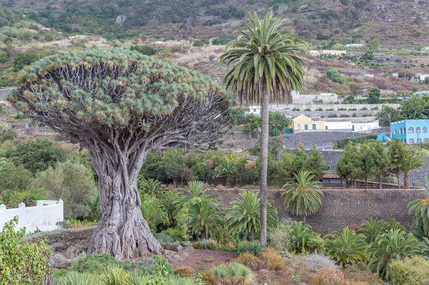 Famoso Drago Tree - Icod de los Vinos, Tenerife, Isole Canarie, Spagna
 - Foto, immagini