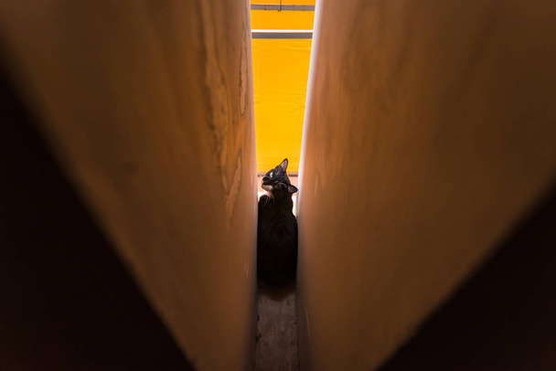 お寺の猫。タイ. - 写真・画像
