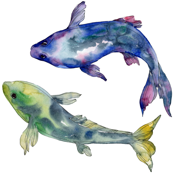 Pettyes vízi víz alatti színes trópusi hal meg. Vörös-tenger és egzotikus halak belül. Akvarell háttér beállítása. Akvarell rajz divat aquarelle. Elszigetelt hal ábra elem. - Fotó, kép