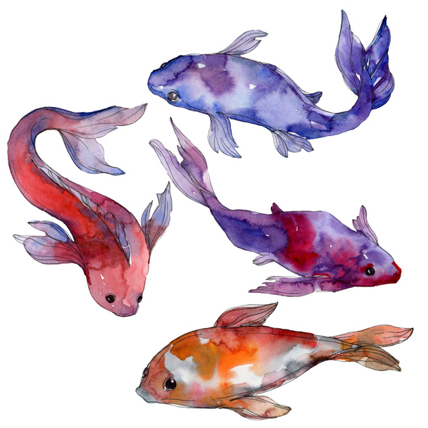 Sada vodní podvodní barevné tropické ryby. Rudé moře a exotické ryby uvnitř: zlaté rybky. Sada akvarel zázemí. Akvarel výkresu módní aquarelle. Prvek ilustrace izolované zlaté rybky. - Fotografie, Obrázek