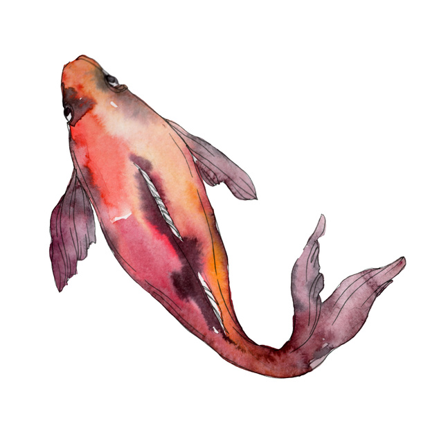 Aquatic underwater colorful tropical fish set. Red sea and exotic fishes inside: Goldfish. Watercolor background set. Watercolour drawing fashion aquarelle. Isolated goldfish illustration element. - Foto, Imagem