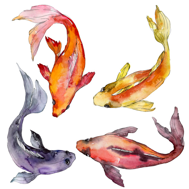 Aquatic underwater colorful tropical fish set. Red sea and exotic fishes inside: Goldfish. Watercolor background set. Watercolour drawing fashion aquarelle. Isolated goldfish illustration element. - Foto, Bild