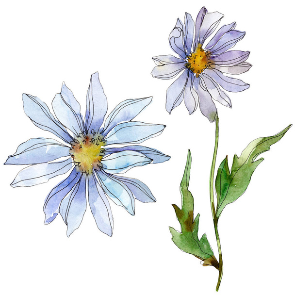 daisies with green leaves watercolor illustration isolated on white - Foto, Imagen