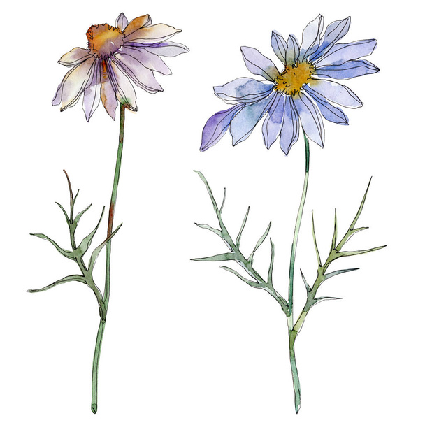 chamomiles and daisies with green leaves watercolor illustration isolated on white - Foto, Imagen