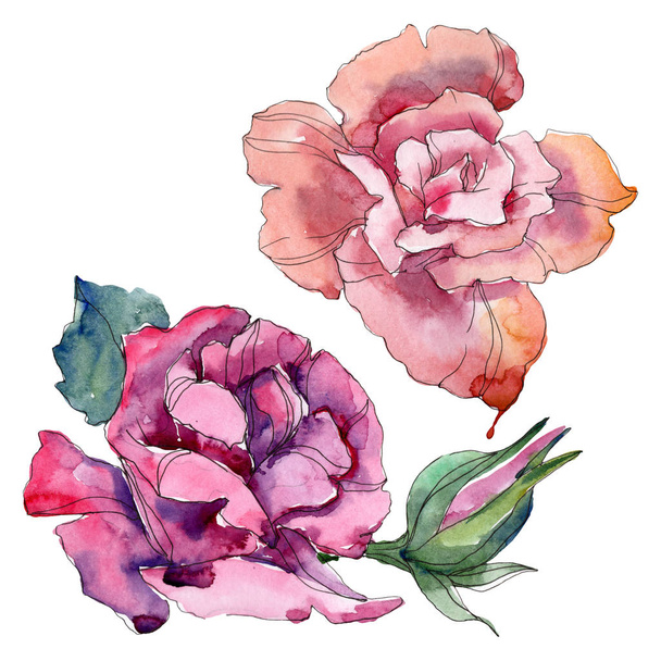 Pink and purple rose floral botanical flowers. Wild spring leaf wildflower isolated. Watercolor background illustration set. Watercolour drawing fashion aquarelle. Isolated rose illustration element. - Foto, Bild