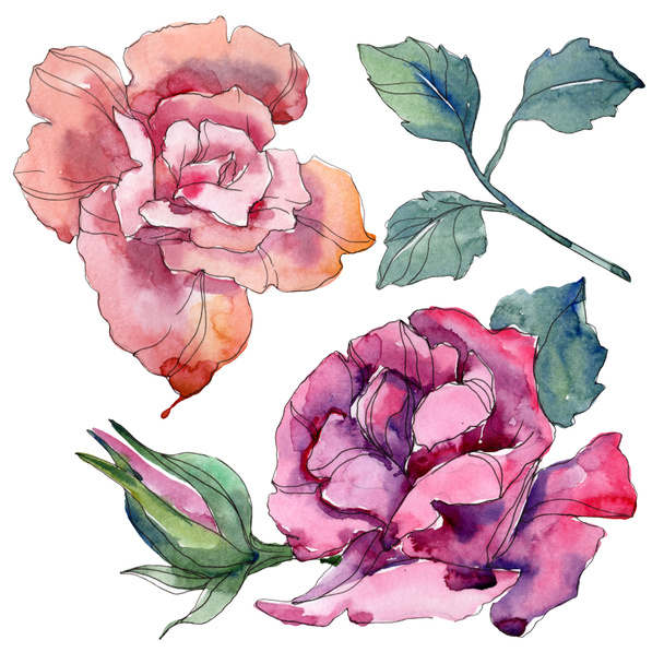 Pink and purple rose floral botanical flowers. Wild spring leaf wildflower isolated. Watercolor background illustration set. Watercolour drawing fashion aquarelle. Isolated rose illustration element. - Photo, Image