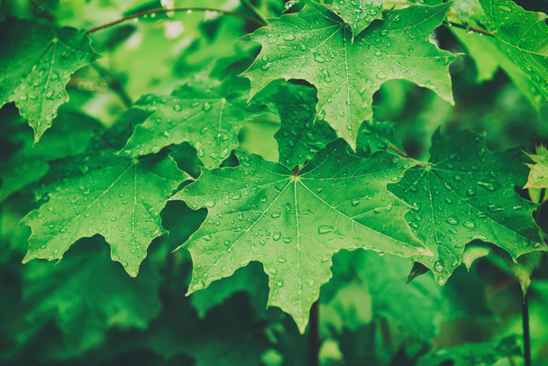 Maple leaves background - Photo, image