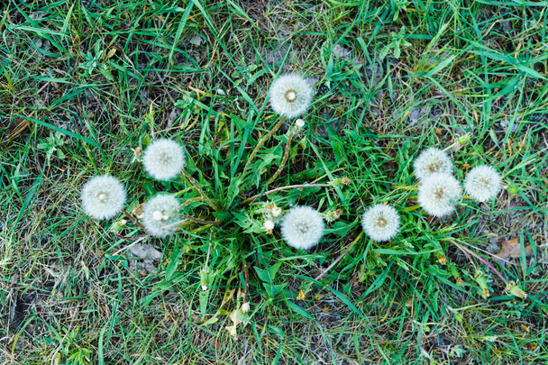 pissenlits fanés dans l'herbe épaisse au début du printemps
 - Photo, image