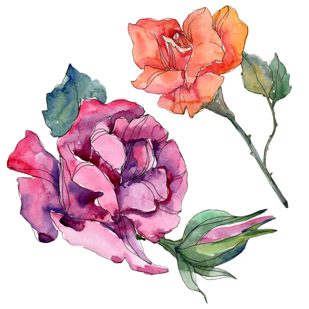 Red orange and rurple rose floral botanical flowers. Wild spring leaf isolated. Watercolor background illustration set. Watercolour drawing fashion aquarelle. Isolated rose illustration element. - Foto, Imagem